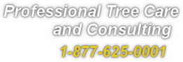 Professional Tree Care and Consulting Services